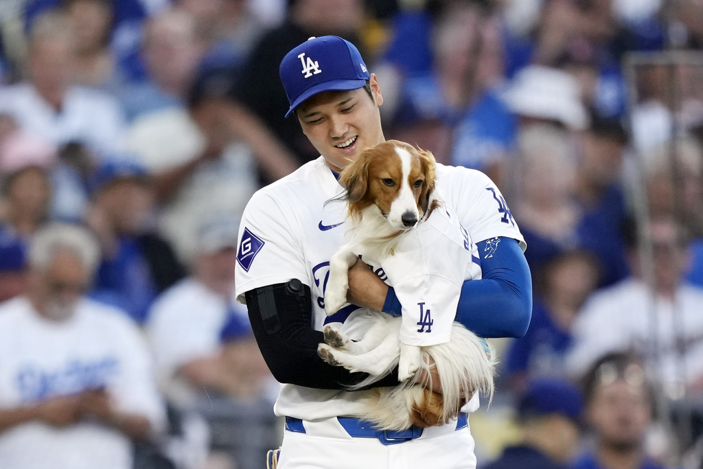 大谷被拍到與愛犬Decoy一同訓練,畫面太暖引網友暴動。圖片來源:達志影像