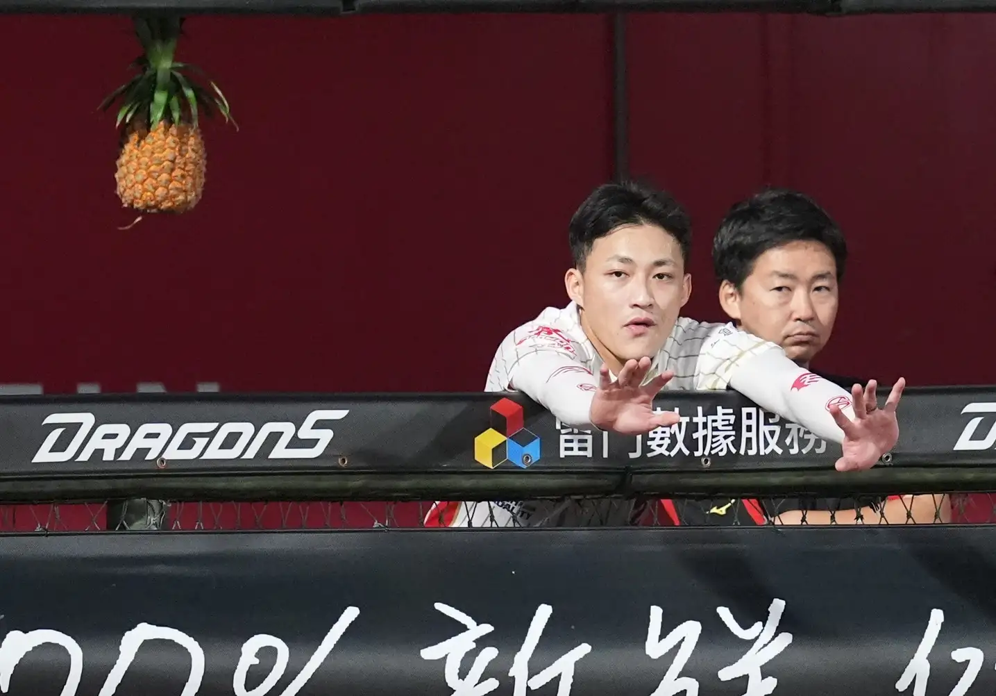 味全龍今天在休息區擺出鳳梨。圖片來源:味全龍